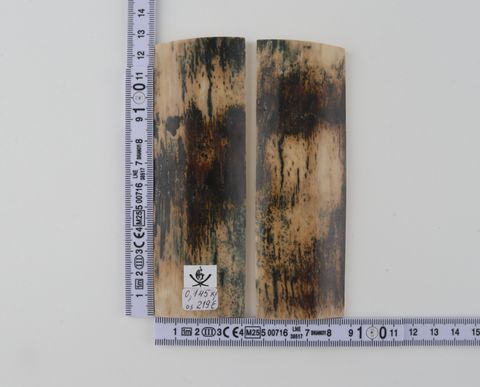 Natural mammoth bark scales