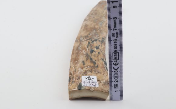 Beige mammoth bark