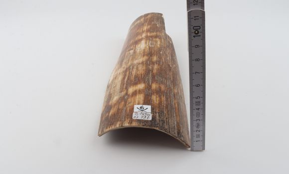 Brown-orange mammoth bark
