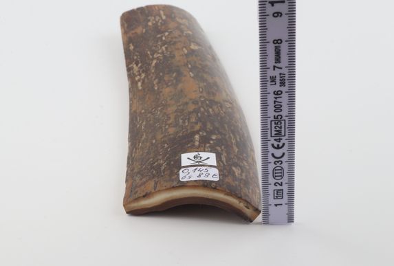 Brown-mustard mammoth bark