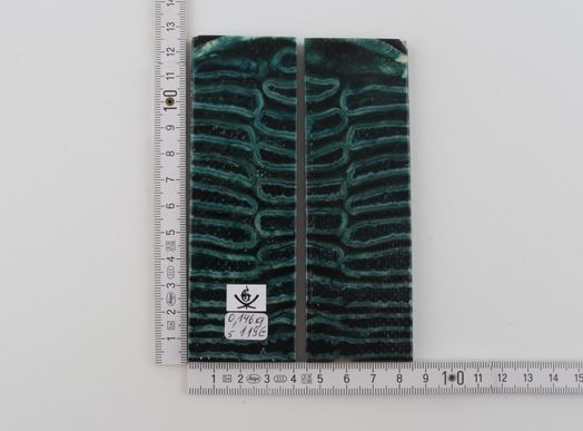 Stabilized mammoth molar scales