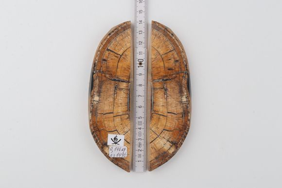 Stabilized mammoth ivory scales