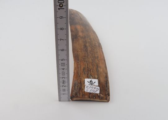 Brown-mustard mammoth bark