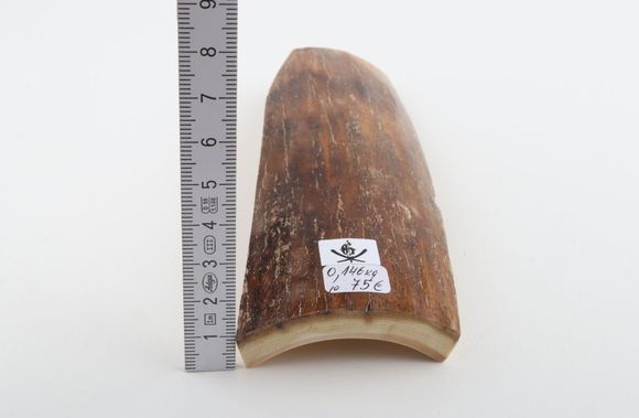 Caramel-brown mammoth bark