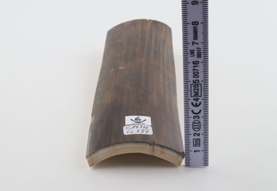 Brown-green mammoth bark