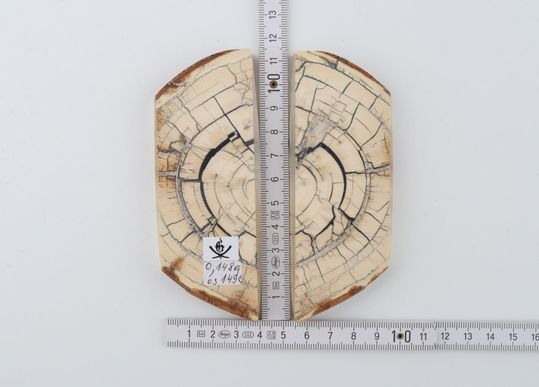 Stabilized mammoth ivory scales
