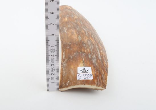 Caramel mammoth bark