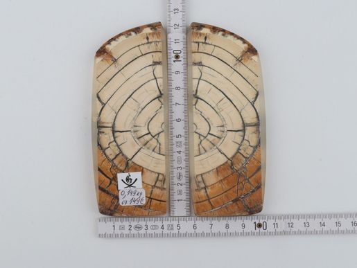 White mammoth ivory scales
