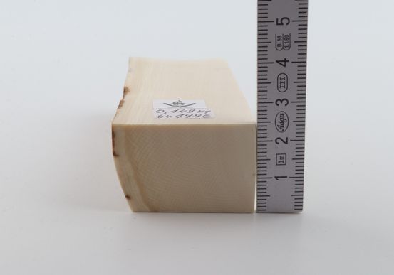 White mammoth ivory segment