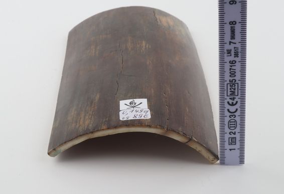 Brown mammoth bark