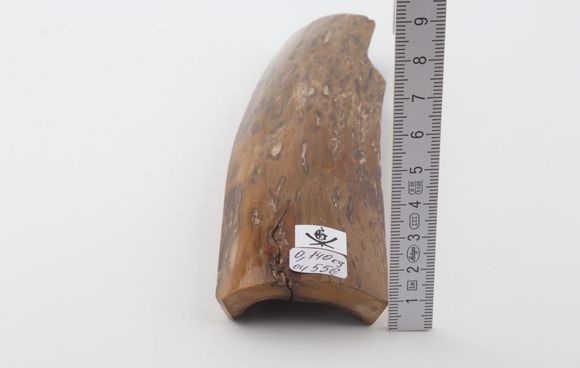 Brown-mustard mammoth bark