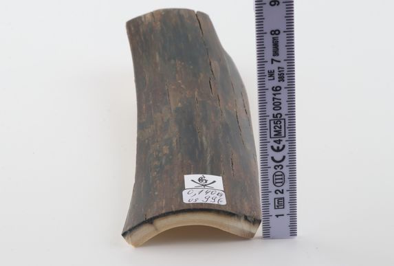 Brown-blue mammoth bark