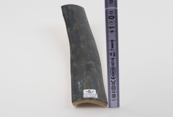 Blue mammoth bark