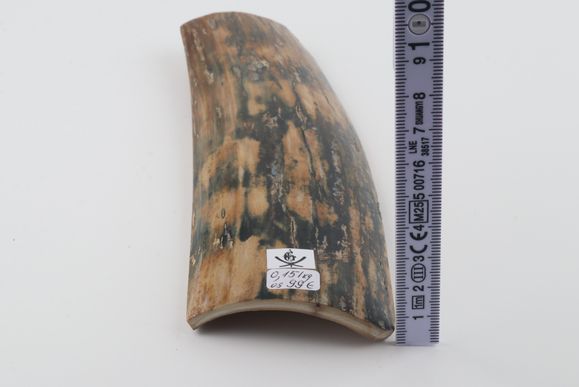 Blue-mustard mammoth bark