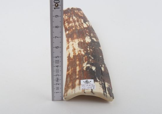 Natural mammoth bark