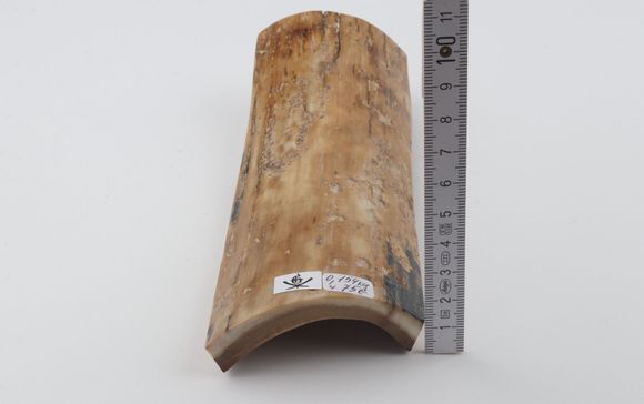 Beige mammoth bark