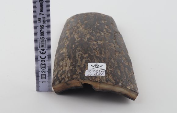 Brown mammoth bark
