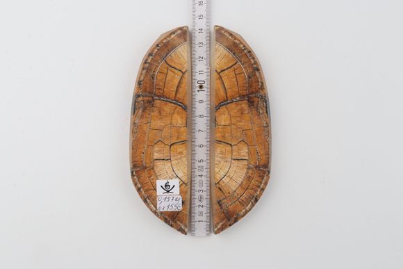 Stabilised mammoth ivory scales