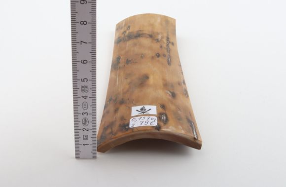 Beige mammoth bark