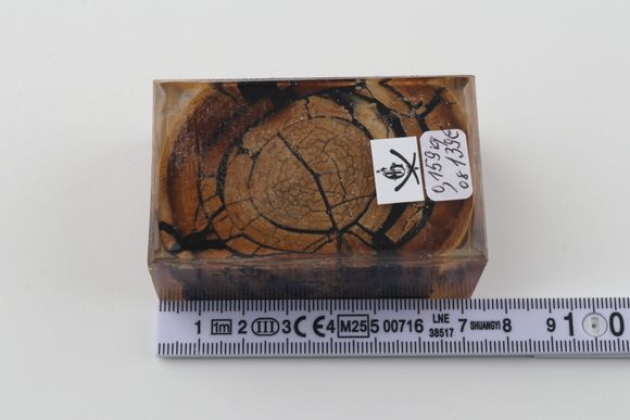 Stabilised mammoth ivory block
