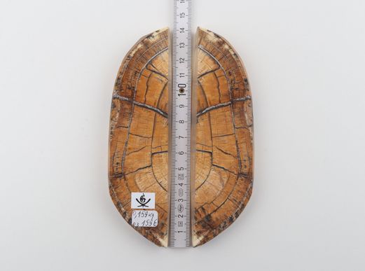 Stabilized mammoth ivory scales