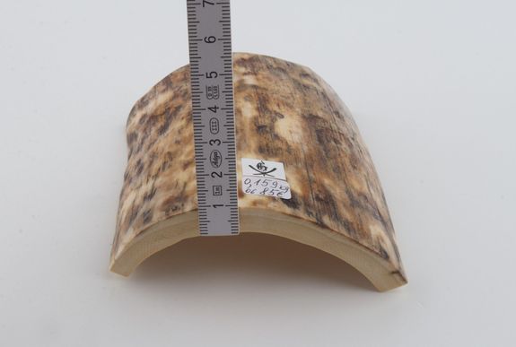 Beige-brown mammoth bark