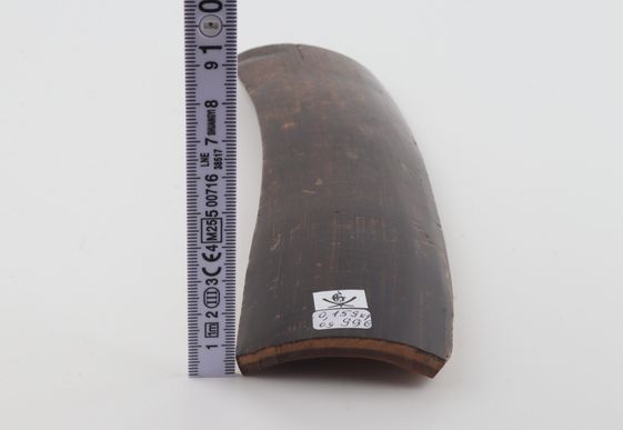 Brown mammoth bark