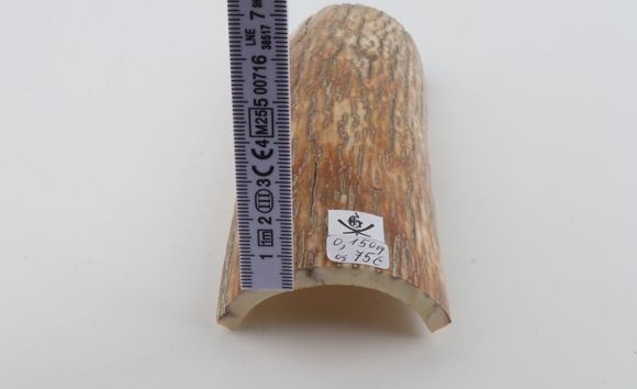 Orange mammoth bark
