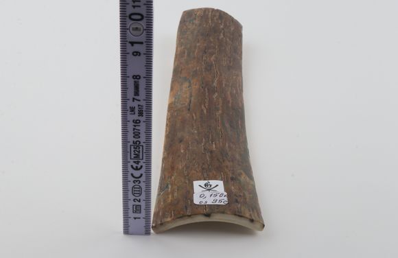 Brown mammoth bark