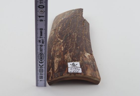 Brown mammoth bark