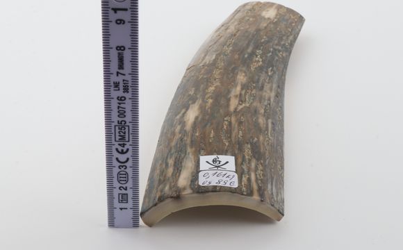 Green mammoth bark