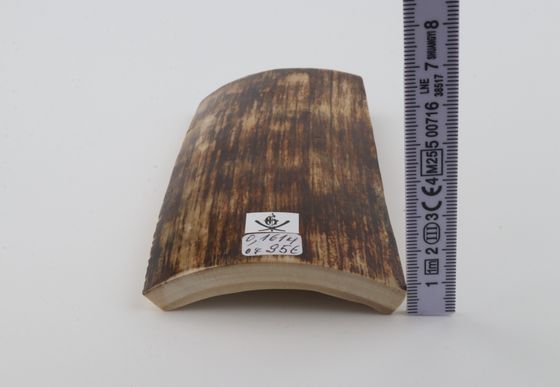 Brown mammoth bark