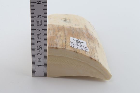 White mammoth ivory piece