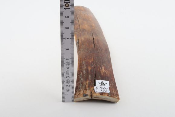 Caramel-brown mammoth bark
