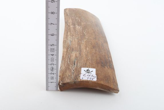Beige mammoth bark