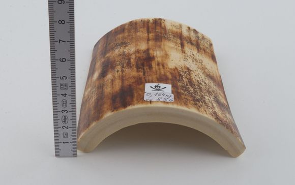 Brown-orange mammoth bark