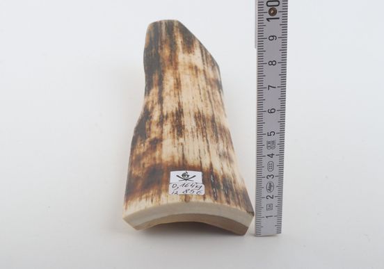 White-brown mammoth bark