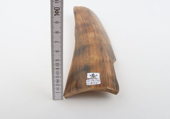 Caramel mammoth bark
