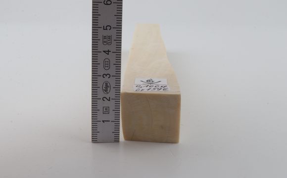 White mammoth ivory segment