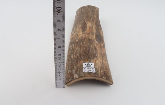 Beige mammoth bark