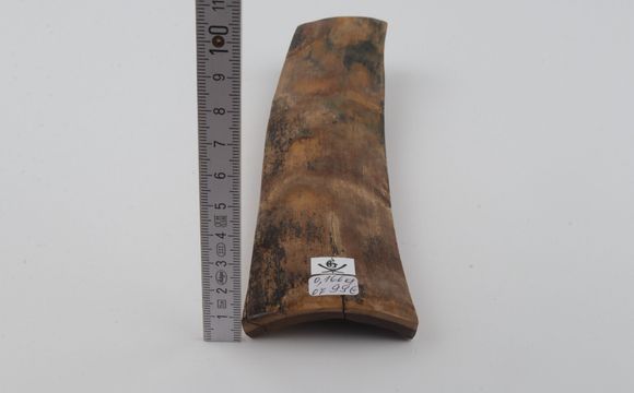 Beige mammoth bark