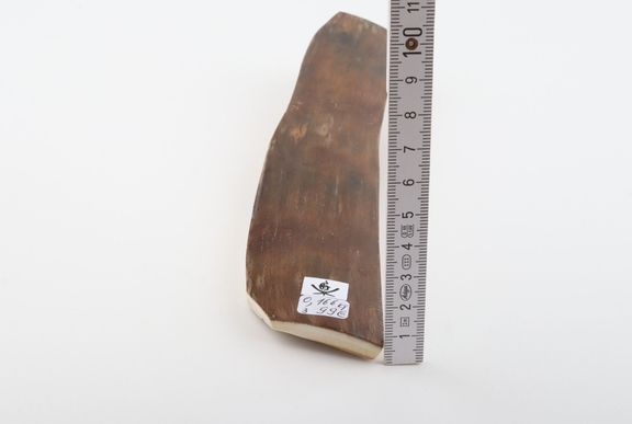 Brown mammoth bark