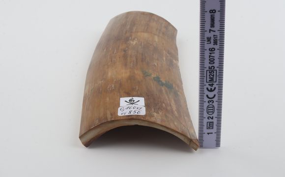 Beige mammoth bark