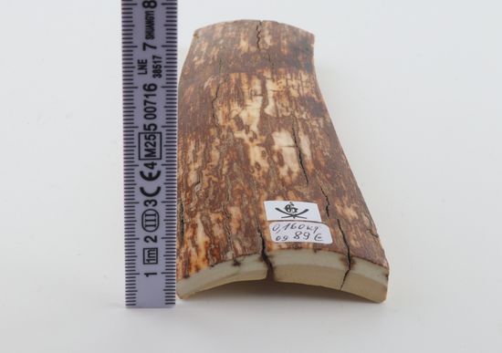 Orange-brown mammoth bark