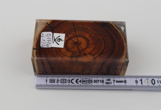 Stabilized mammoth ivory block