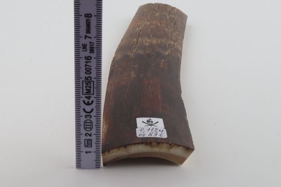 Brown mammoth bark
