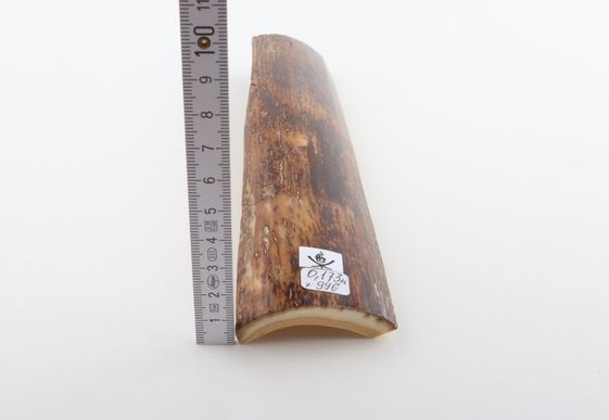 Brown-red mammoth bark