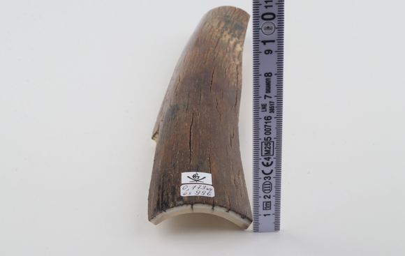 Brown mammoth bark