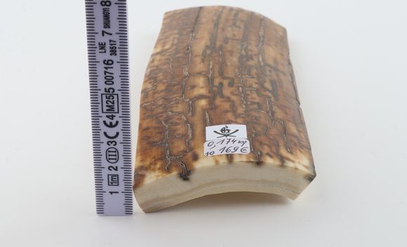 Mustard mammoth bark