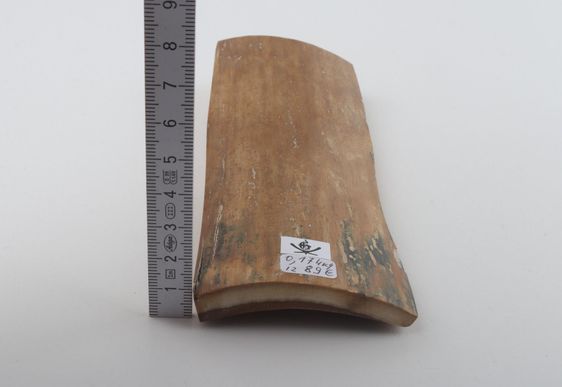 Beige mammoth bark 